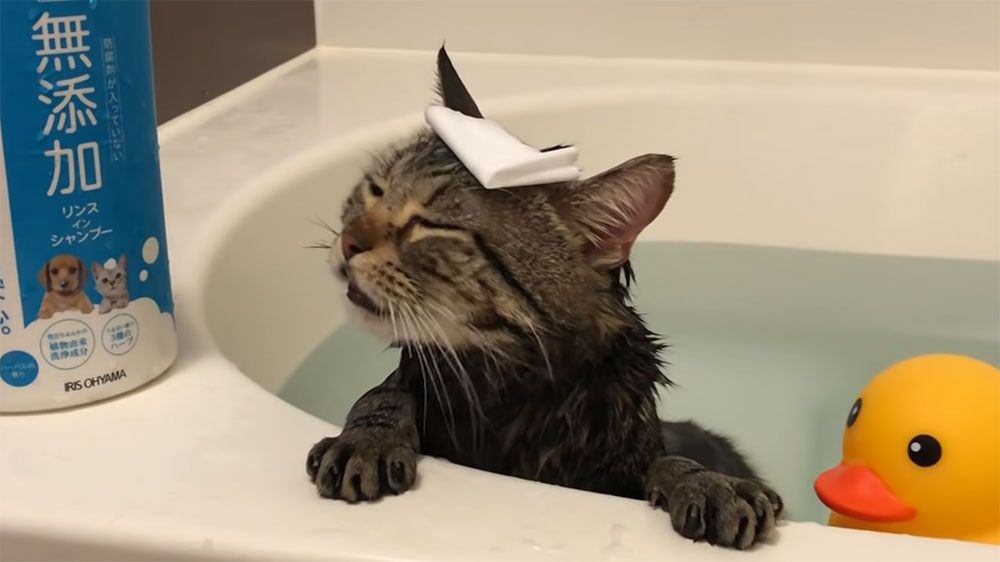 お風呂が大好きな猫の「ちょり」ちゃんはお風呂を堪能しながらチュールを食べるのだ