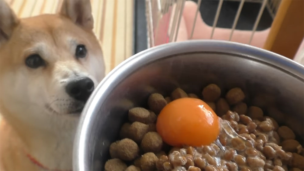 【ASMR】柴犬の「小春」ちゃんは食べることが大好きでとても食いしん坊