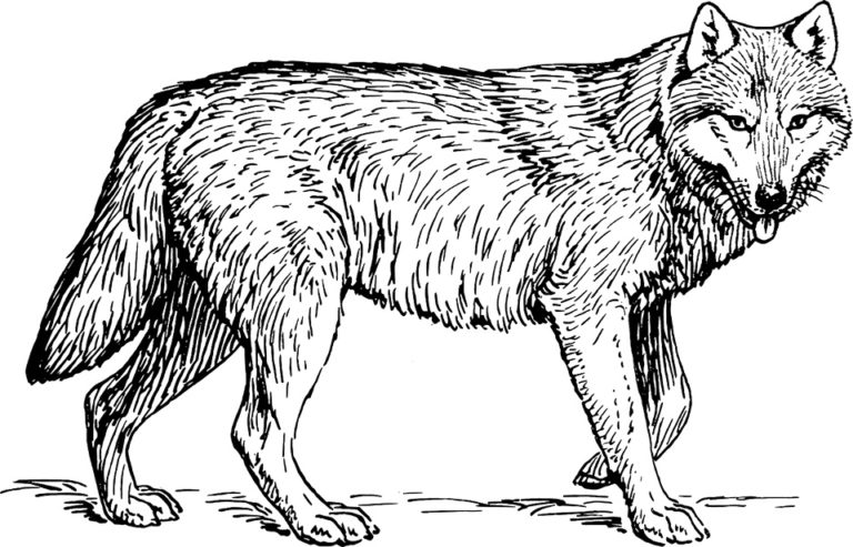 犬の祖先オオカミ