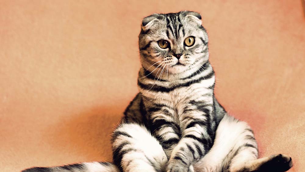 モグニャンキャットフードをおすすめできる猫・できない猫は？